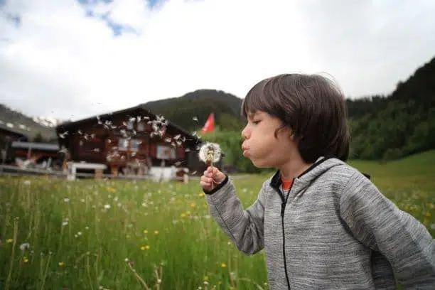 This image has an empty alt attribute; its file name is dandelion.jpg