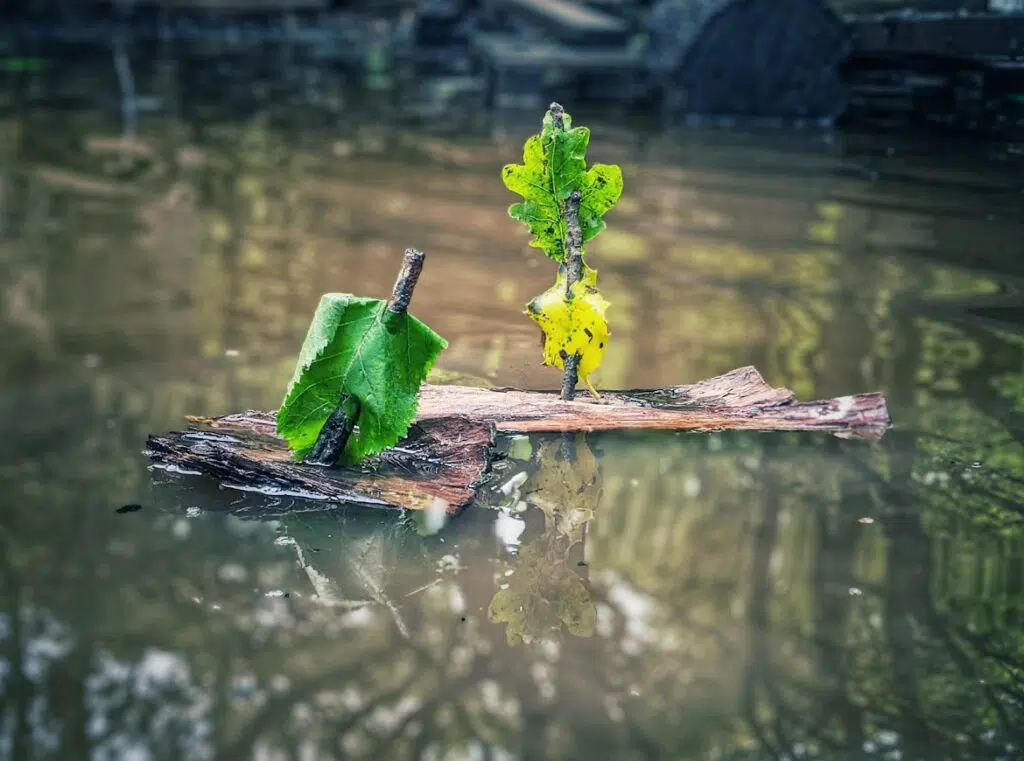 Two natural boats floating on a puddle